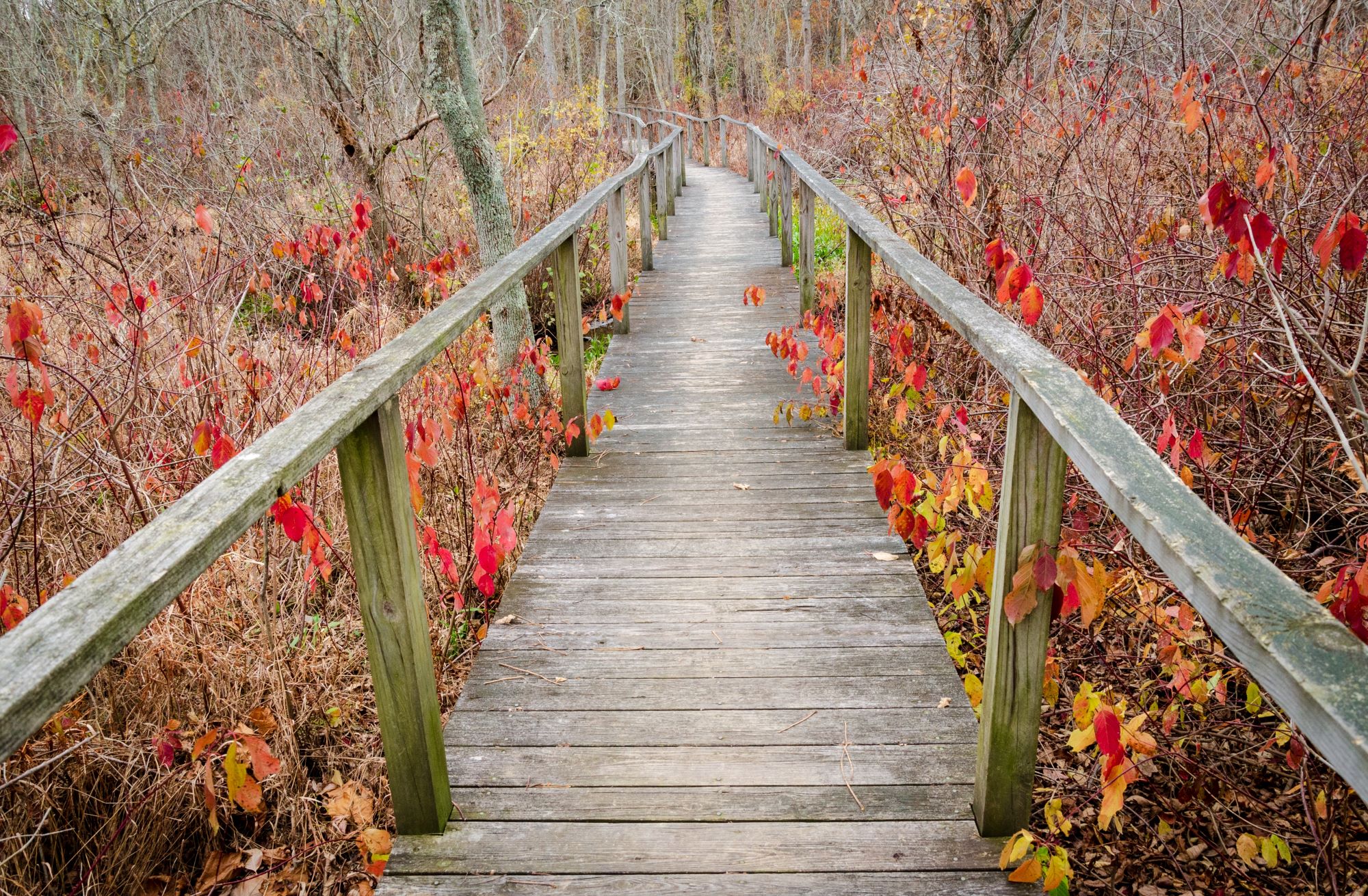 Maryland Shutterstock 2301959821